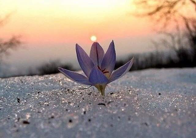 INCONTRIAMO LA MEDITAZIONE: L'AMORE NEL VIVERE, GLI NIYAMA DELLO YOGA