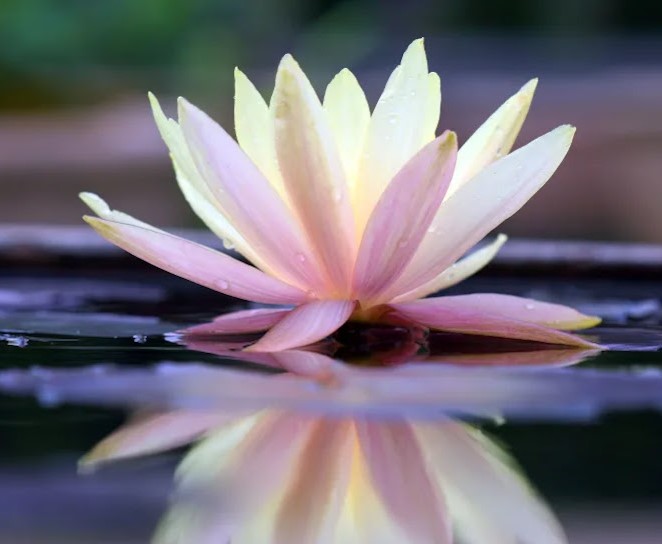 IL GIARDINO DELL'ANIMA - VIVERE IL SILENZIO INSIEME